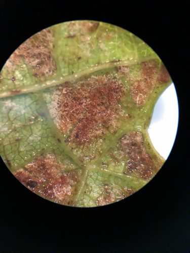 Grape Erineum Mite