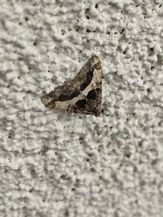 Frederickia hypaethrata