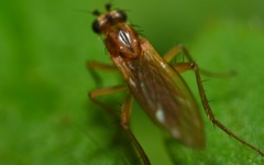 Lonchoptera lutea