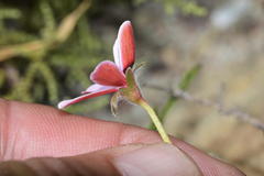 Pelargonium capillare