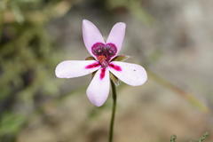 Pelargonium capillare