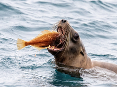 Citharichthys sordidus