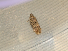Chionodes pereyra