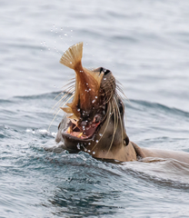 Citharichthys sordidus