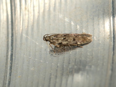 Chionodes pereyra