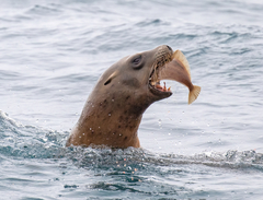 Citharichthys sordidus