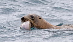 Citharichthys sordidus