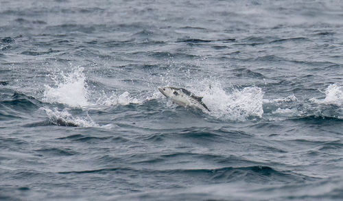 Eastern Pacific Bonito