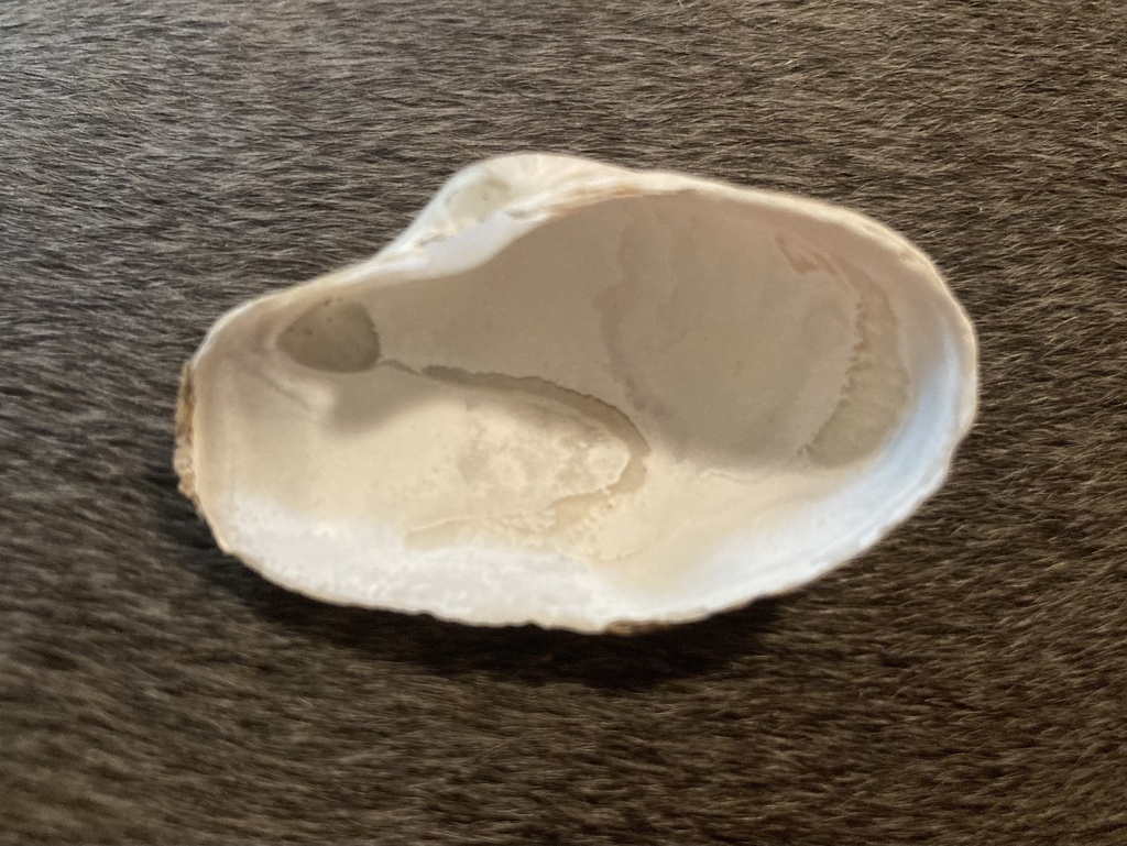 Softshell Clams