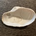 Softshell Clams - Photo (c) Alexandra Noyes, some rights reserved (CC BY-NC), uploaded by Alexandra Noyes