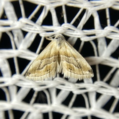 Eublemma roseana
