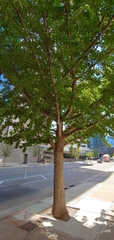 Ginkgo biloba