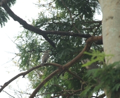 Muscicapa dauurica