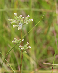 Mitreola