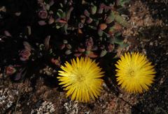Lampranthus glaucus