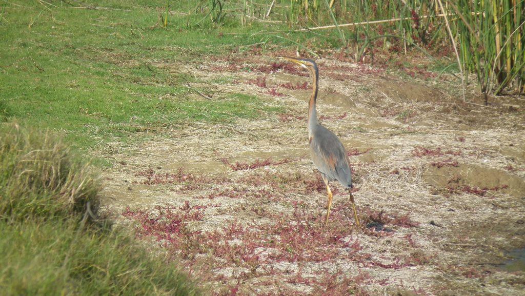 Western Purple Heron
