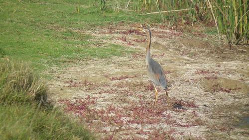 Western Purple Heron