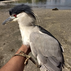 Nycticorax nycticorax