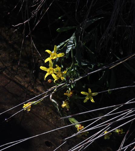 Othonna quercifolia