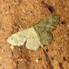 Idaea pilosata