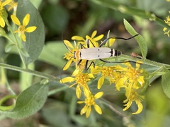 Chauliognathus misellus