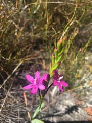 Thereianthus minutus