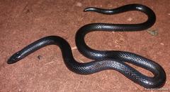 Amblyodipsas polylepis polylepis