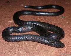 Amblyodipsas polylepis polylepis