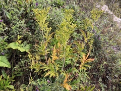 Potentilla longifolia