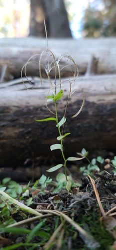 Image of Epilobium howellii by (c) Chris Winchell, some rights reserved (CC BY)