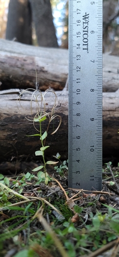Image of Epilobium howellii by (c) Chris Winchell, some rights reserved (CC BY)