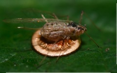Dyscritulus