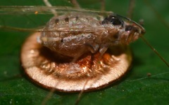 Dyscritulus