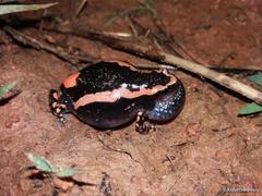 Phrynomantis bifasciatus