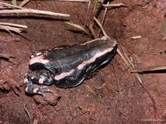 Phrynomantis bifasciatus