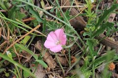 Convolvulus remotus