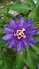 Passiflora