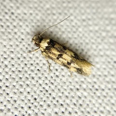 Sphyrelata nefanda