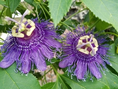 Passiflora