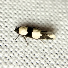 Delophanes anthracephala