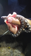 Cylindrophis ruffus