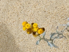 Chrysocephalum semipapposum