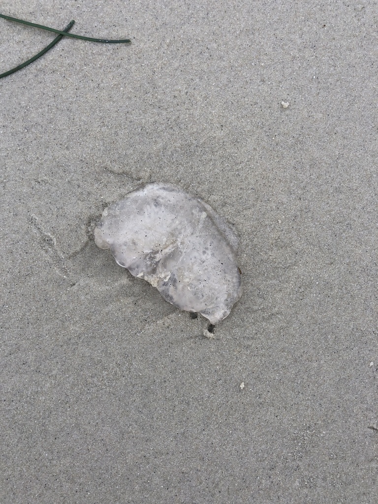 True Jellies from Asilomar State Beach, Pacific Grove, CA, US on ...