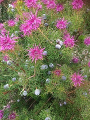 Isopogon ceratophyllus