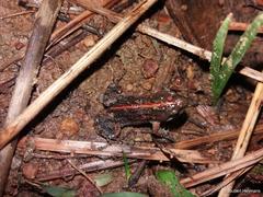 Cacosternum boettgeri