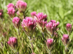 Castilleja lassenensis