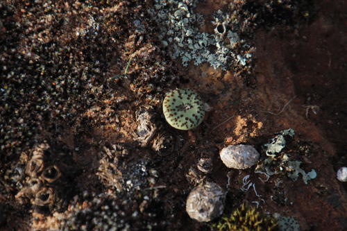 Conophytum obcordellum