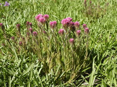Castilleja lassenensis