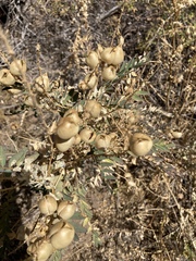 Astragalus oocarpus
