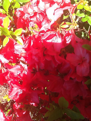 Rhododendron indicum